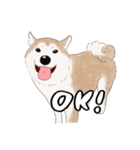 柴犬うめはスタンプ（個別スタンプ：16）