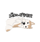 柴犬うめはスタンプ（個別スタンプ：17）