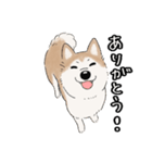 柴犬うめはスタンプ（個別スタンプ：19）