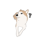 柴犬うめはスタンプ（個別スタンプ：20）