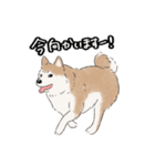 柴犬うめはスタンプ（個別スタンプ：21）