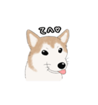 柴犬うめはスタンプ（個別スタンプ：24）