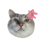 シャムトラの猫（個別スタンプ：4）