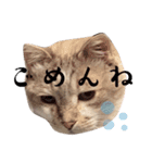 シャムトラの猫（個別スタンプ：5）