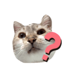 シャムトラの猫（個別スタンプ：6）