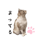 シャムトラの猫（個別スタンプ：7）