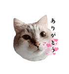 シャムトラの猫（個別スタンプ：8）