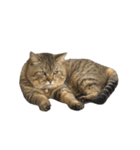 はらっぺらし猫4（個別スタンプ：1）