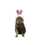はらっぺらし猫4（個別スタンプ：2）