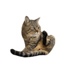 はらっぺらし猫4（個別スタンプ：3）