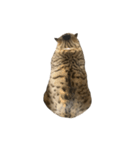 はらっぺらし猫4（個別スタンプ：6）