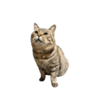 はらっぺらし猫4（個別スタンプ：7）
