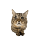 はらっぺらし猫4（個別スタンプ：8）