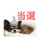 武士チワワごんちゃん（個別スタンプ：31）