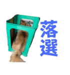 武士チワワごんちゃん（個別スタンプ：32）
