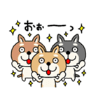 柴犬 ビジネススタンプ2（個別スタンプ：7）