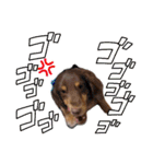 家の子はぅ君（個別スタンプ：1）