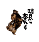 家の子はぅ君（個別スタンプ：2）