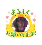 家の子はぅ君（個別スタンプ：6）