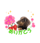 家の子はぅ君（個別スタンプ：7）