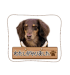 家の子はぅ君（個別スタンプ：9）