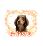 家の子はぅ君（個別スタンプ：12）