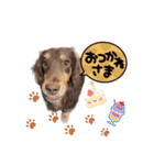 家の子はぅ君（個別スタンプ：15）