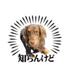 家の子はぅ君（個別スタンプ：16）