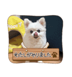 ちわわーずたち（個別スタンプ：1）