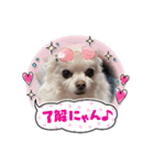 ちわわーずたち（個別スタンプ：2）