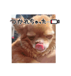 ちわわーずたち（個別スタンプ：3）