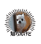 ちわわーずたち（個別スタンプ：4）