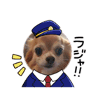 ちわわーずたち（個別スタンプ：5）