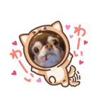 ちわわーずたち（個別スタンプ：6）