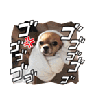 ちわわーずたち（個別スタンプ：7）