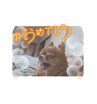 ちわわーずたち（個別スタンプ：9）