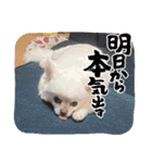 ちわわーずたち（個別スタンプ：11）