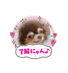 ちわわーずたち（個別スタンプ：15）
