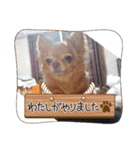 ちわわーずたち（個別スタンプ：16）