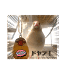 文鳥とオカメインコ（個別スタンプ：13）