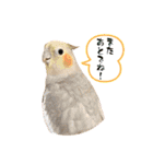 文鳥とオカメインコ（個別スタンプ：26）