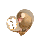 文鳥とオカメインコ（個別スタンプ：27）