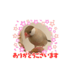 文鳥とオカメインコ（個別スタンプ：35）