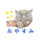 シャムトラの静岡（個別スタンプ：8）