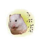ハムスターの伝言（個別スタンプ：2）