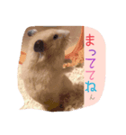ハムスターの伝言（個別スタンプ：3）