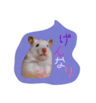 ハムスターの伝言（個別スタンプ：4）
