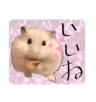 ハムスターの伝言（個別スタンプ：7）