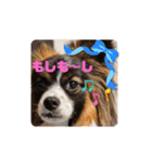 パピヨンのしのんちゃん2（個別スタンプ：2）