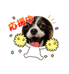 パピヨンのしのんちゃん2（個別スタンプ：5）